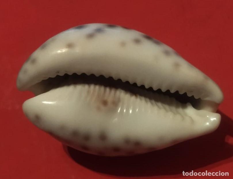 Coleccionismo de moluscos: Concha Cypraea Tigris - Foto 2