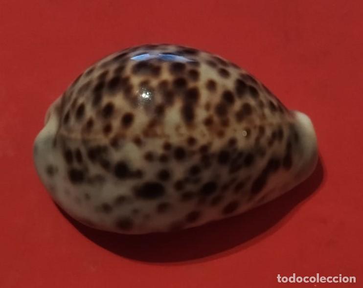 Coleccionismo de moluscos: Concha Cypraea Tigris - Foto 3