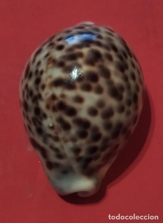 Coleccionismo de moluscos: Concha Cypraea Tigris - Foto 1