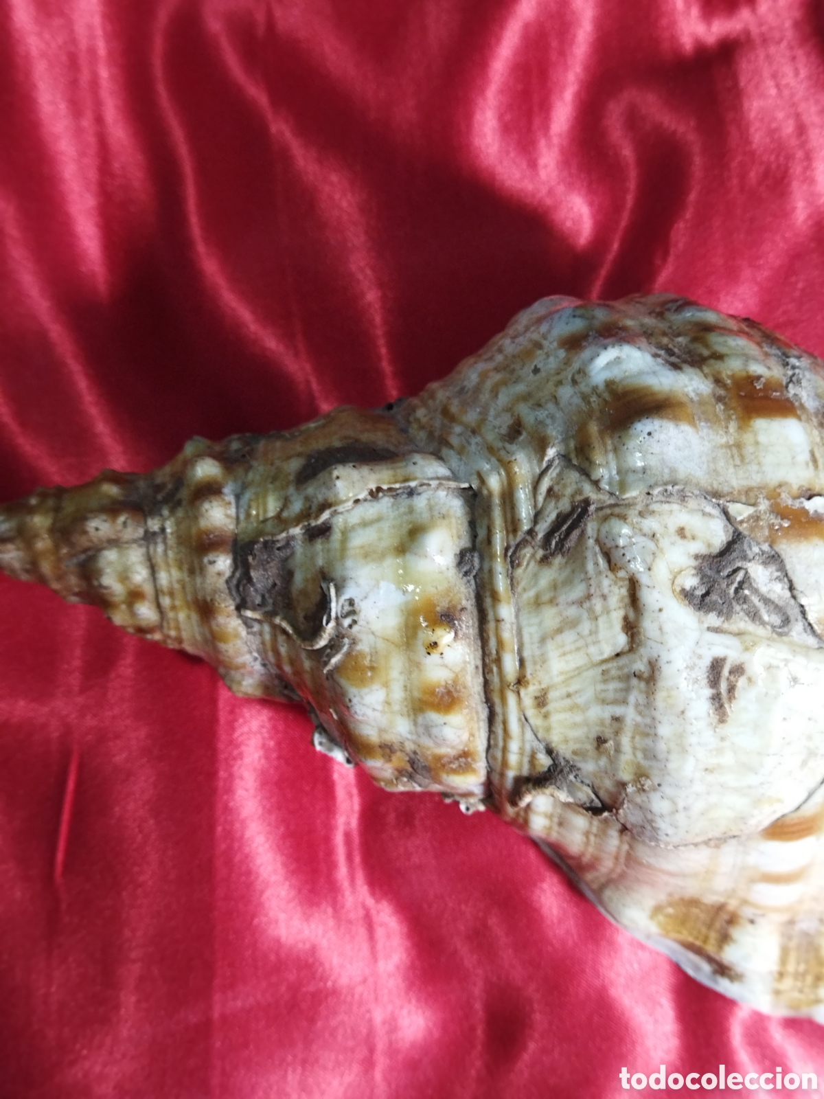 Coleccionismo de moluscos: Caracola de mar natural - Foto 2
