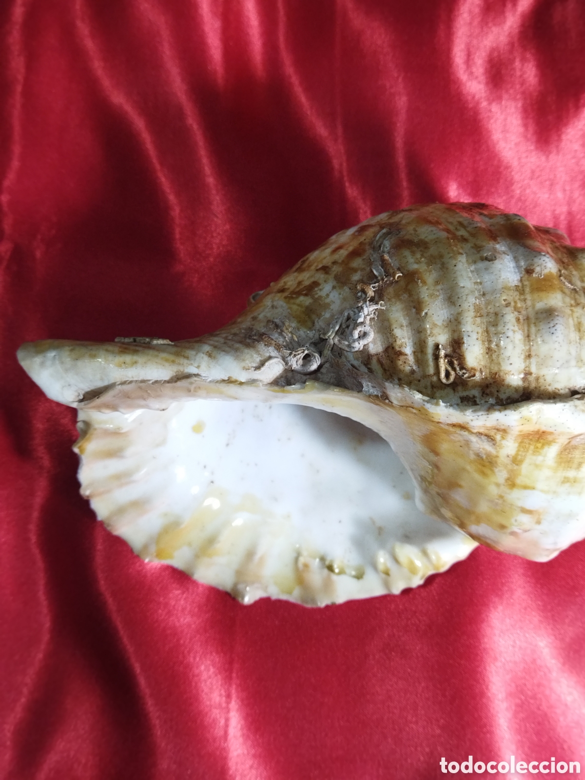 Coleccionismo de moluscos: Caracola de mar natural - Foto 3
