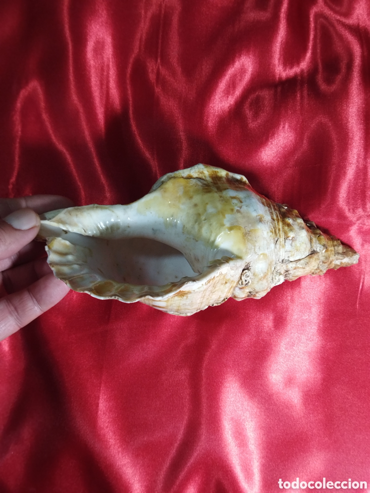 Coleccionismo de moluscos: Caracola de mar natural - Foto 4