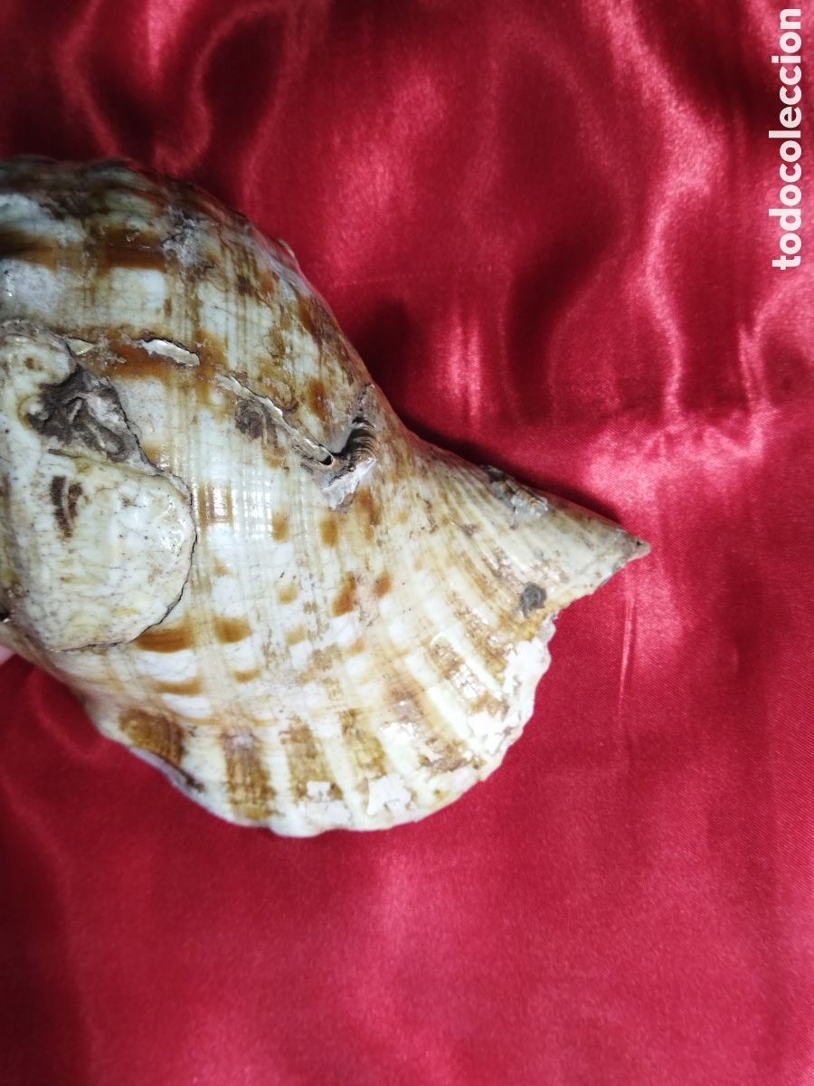 Coleccionismo de moluscos: Caracola de mar natural - Foto 6