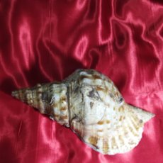 Coleccionismo de moluscos: CARACOLA MAR