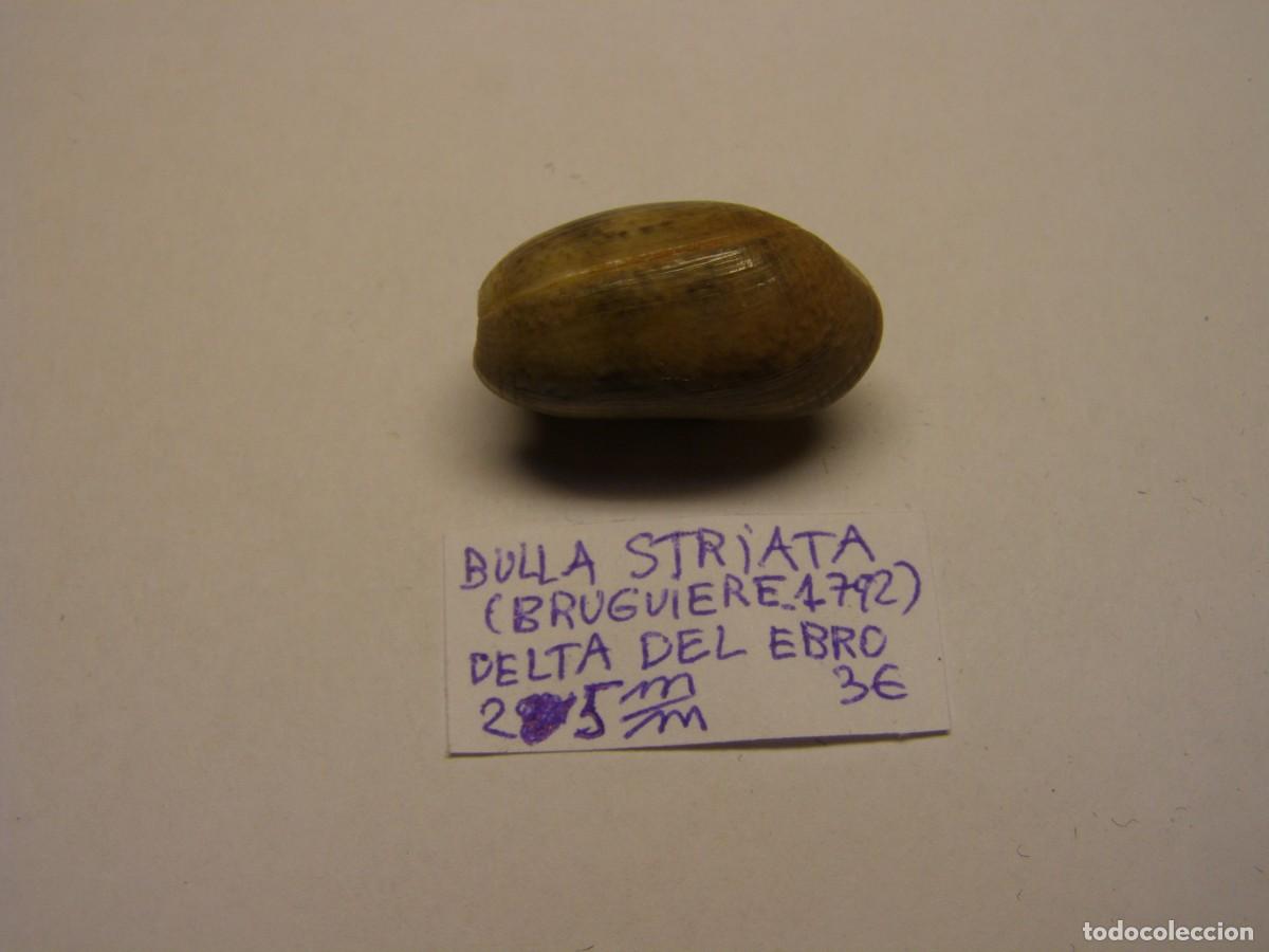 Coleccionismo de moluscos: Caracol shell bulla striata. Delta del Ebro. - Foto 1