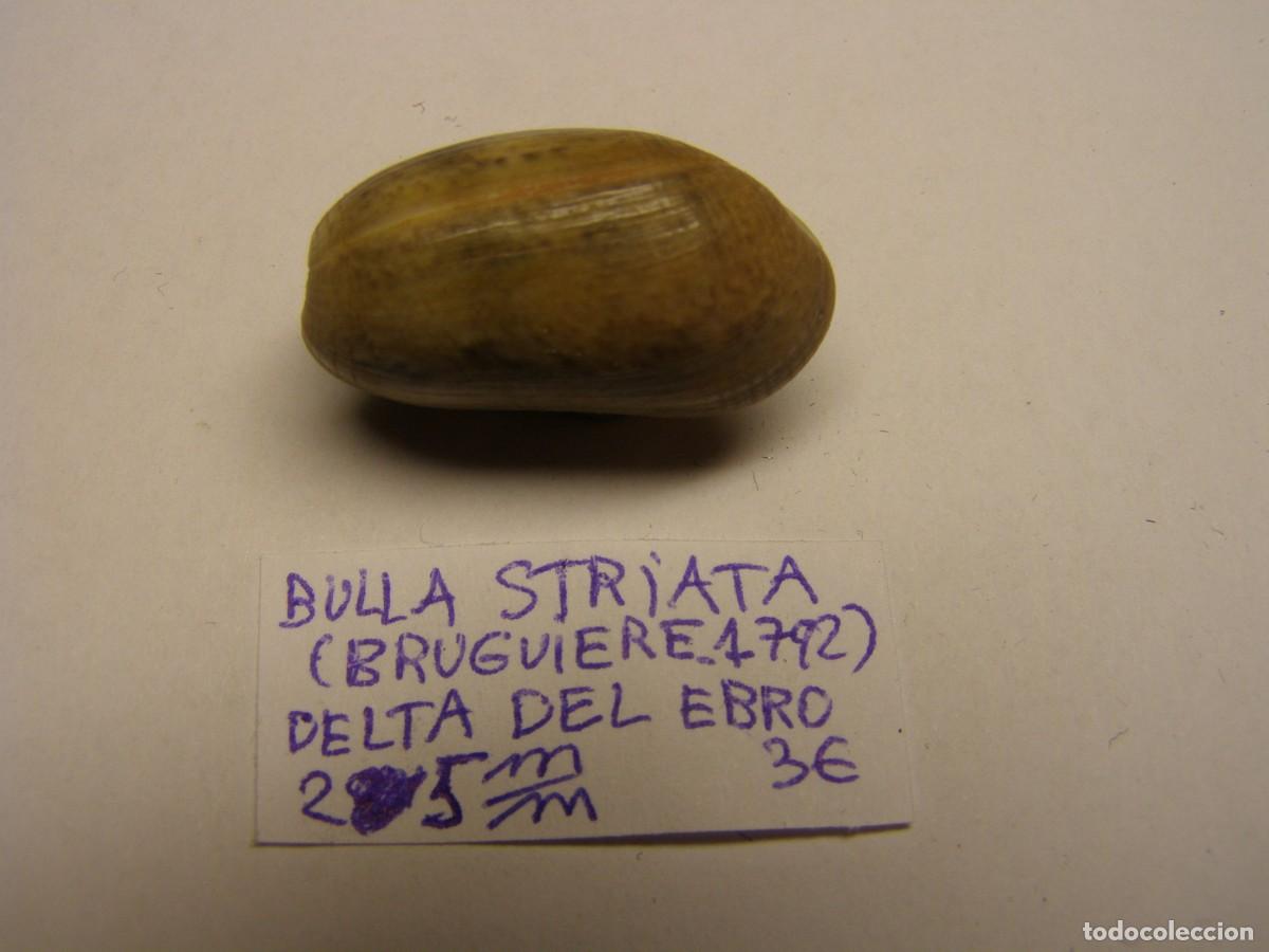 Coleccionismo de moluscos: Caracol shell bulla striata. Delta del Ebro. - Foto 2