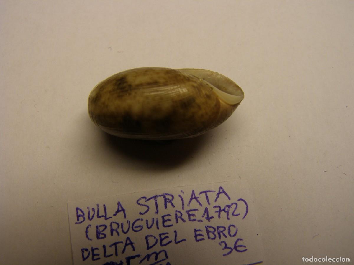 Coleccionismo de moluscos: Caracol shell bulla striata. Delta del Ebro. - Foto 3