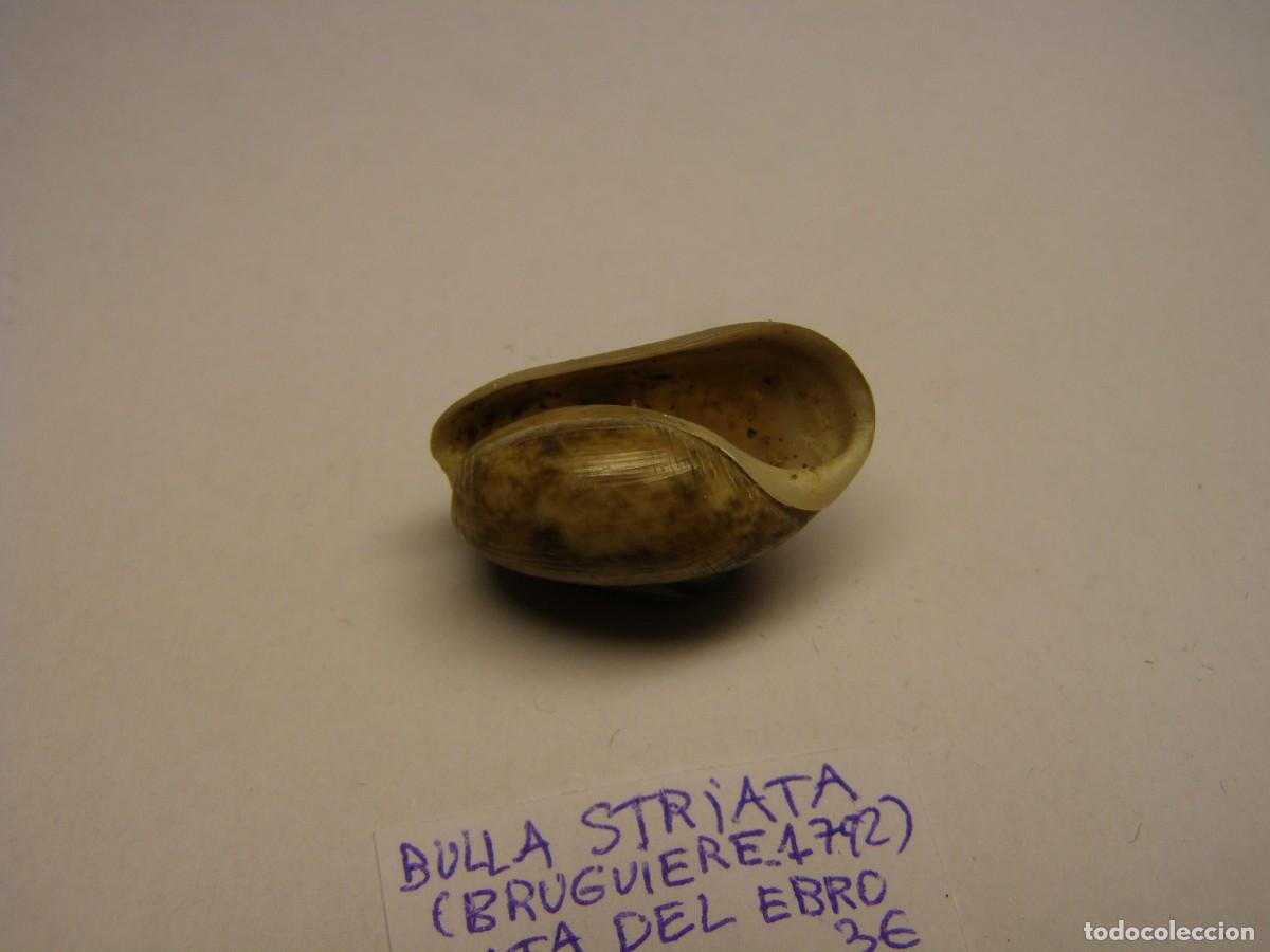 Coleccionismo de moluscos: Caracol shell bulla striata. Delta del Ebro. - Foto 4