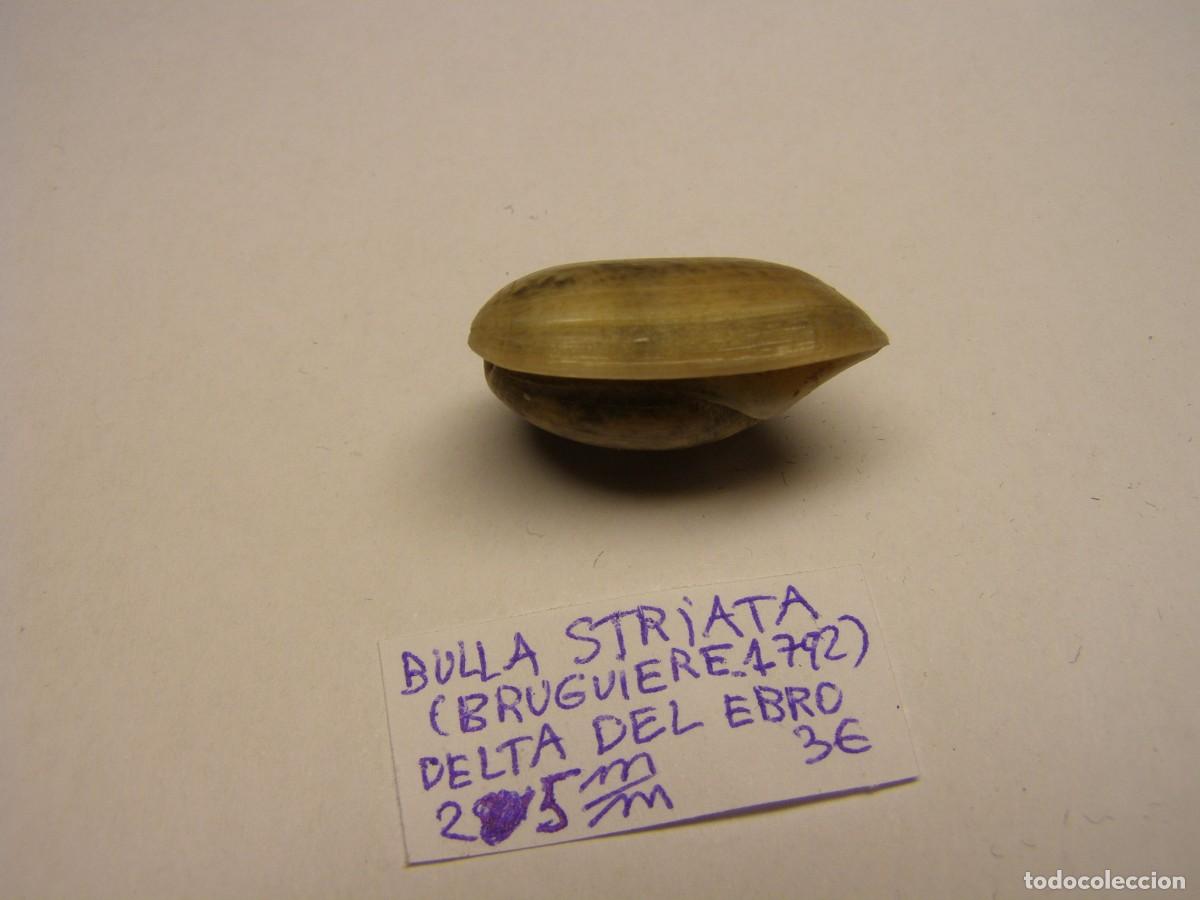 Coleccionismo de moluscos: Caracol shell bulla striata. Delta del Ebro. - Foto 5