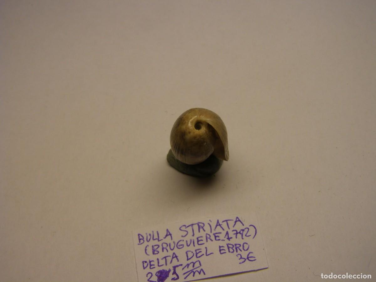 Coleccionismo de moluscos: Caracol shell bulla striata. Delta del Ebro. - Foto 6
