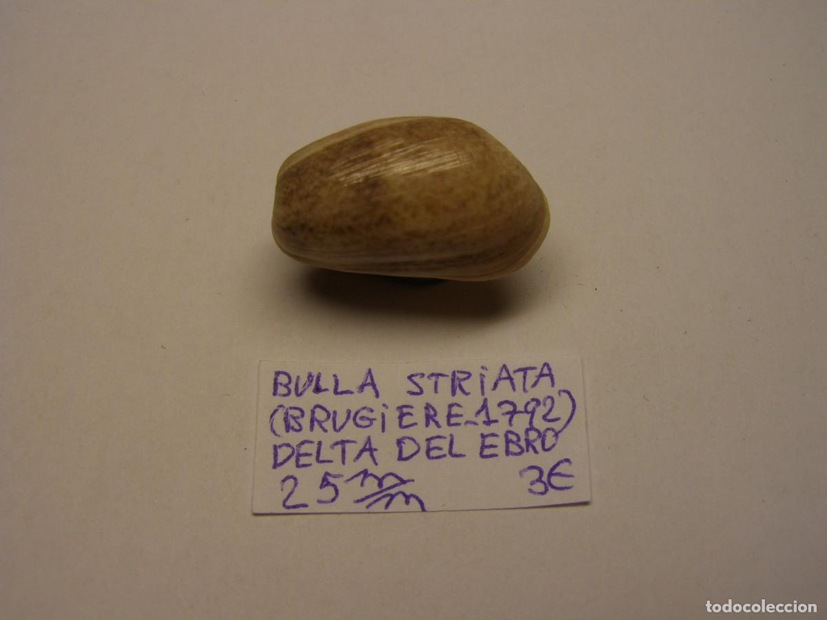 Coleccionismo de moluscos: Caracol shell bulla striata. Delta del Ebro. - Foto 1