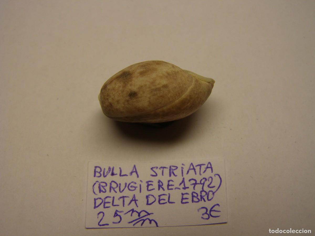 Coleccionismo de moluscos: Caracol shell bulla striata. Delta del Ebro. - Foto 2