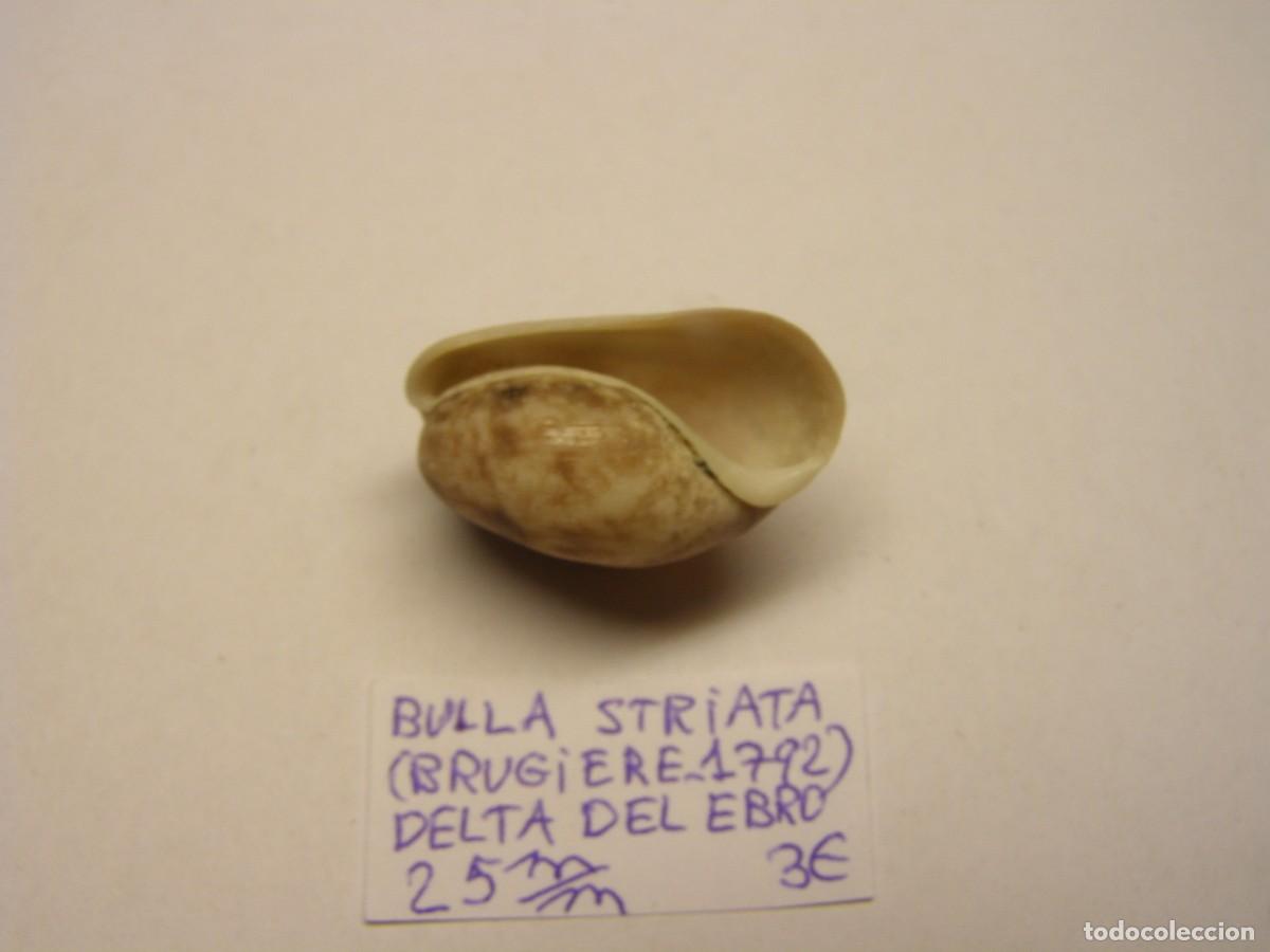 Coleccionismo de moluscos: Caracol shell bulla striata. Delta del Ebro. - Foto 3