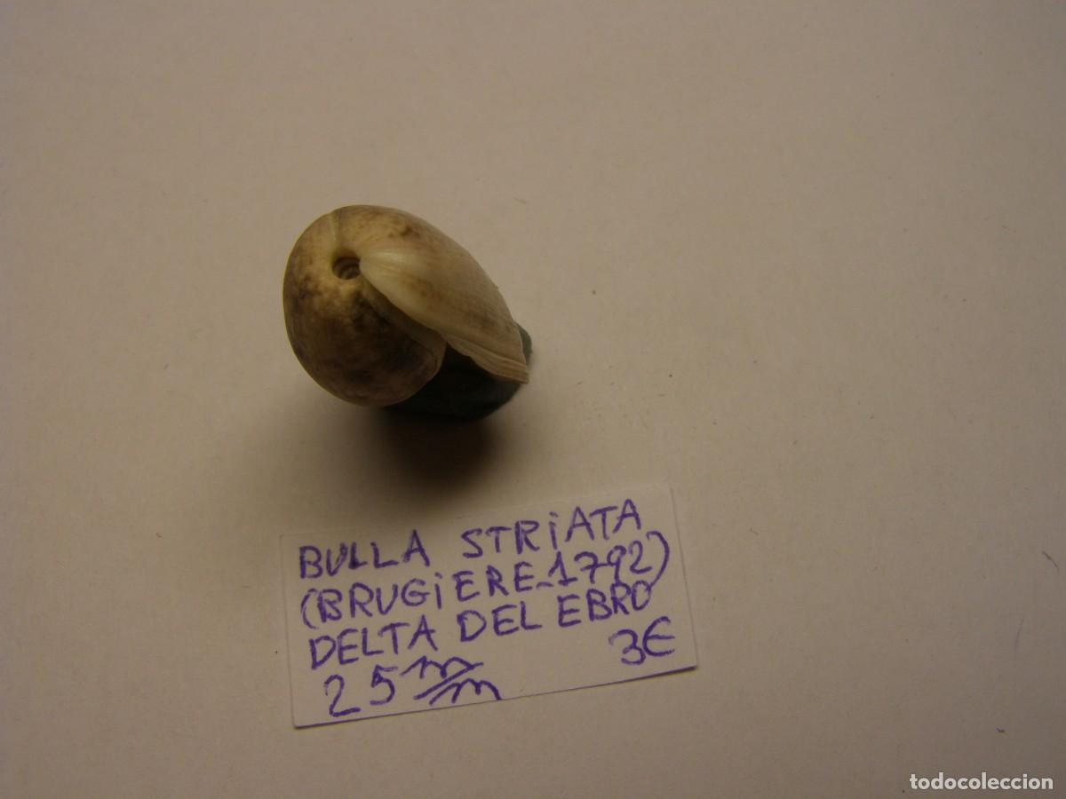 Coleccionismo de moluscos: Caracol shell bulla striata. Delta del Ebro. - Foto 4