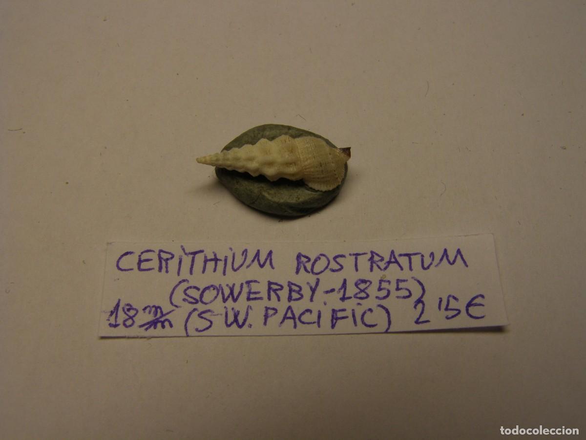 Coleccionismo de moluscos: Caracol shell cerithium rostratum. SW. Pac&iacute;fic. - Foto 1