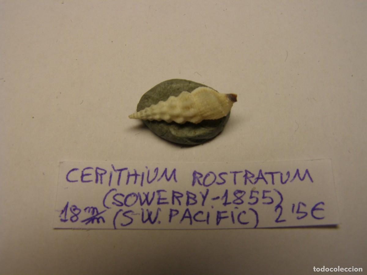 Coleccionismo de moluscos: Caracol shell cerithium rostratum. SW. Pac&iacute;fic. - Foto 2