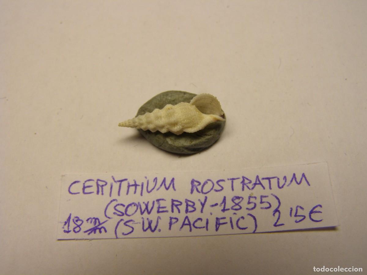 Coleccionismo de moluscos: Caracol shell cerithium rostratum. SW. Pac&iacute;fic. - Foto 3