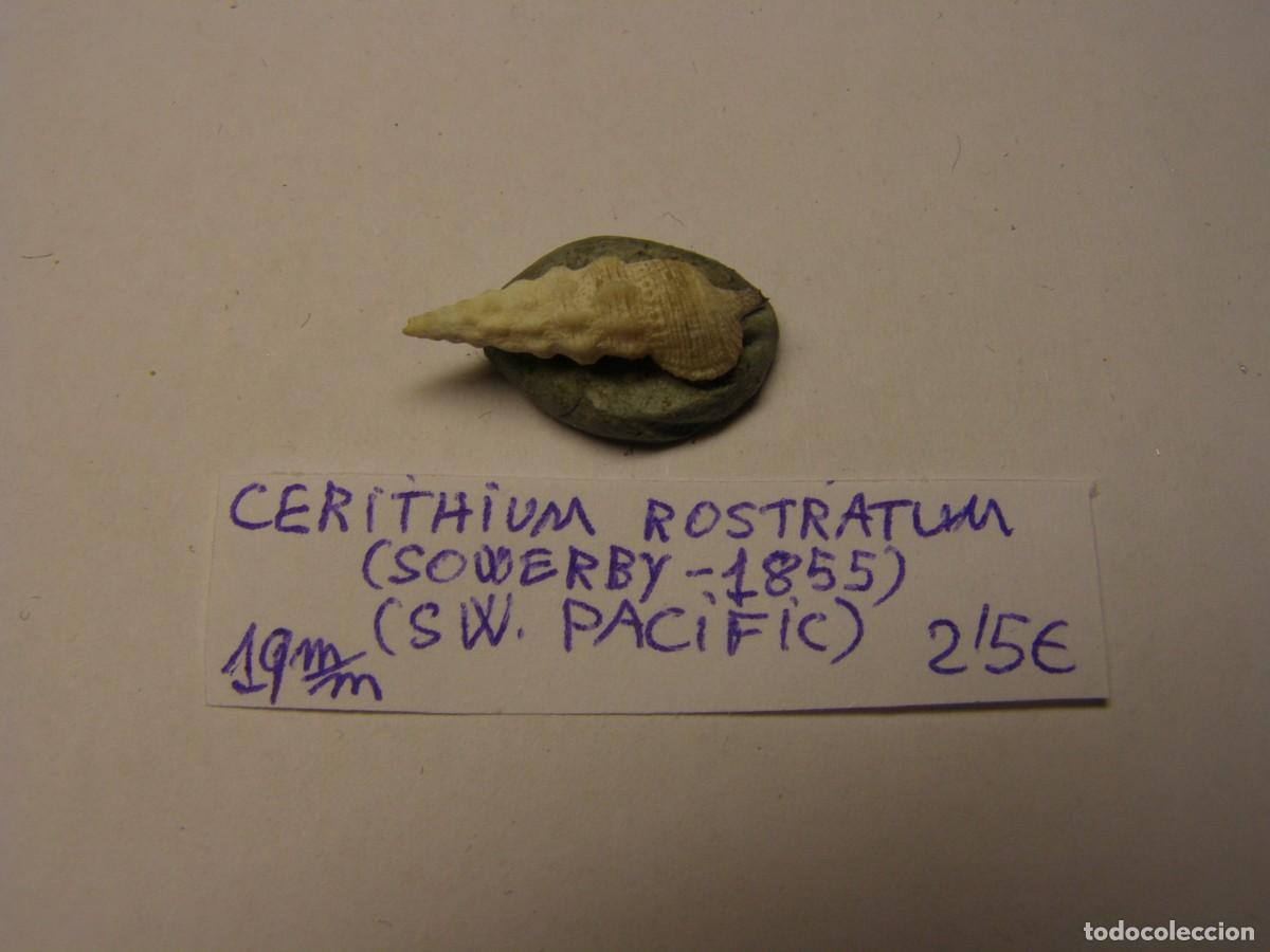 Coleccionismo de moluscos: Caracol shell cerithium rostratum. SW. Pac&iacute;fic. - Foto 1