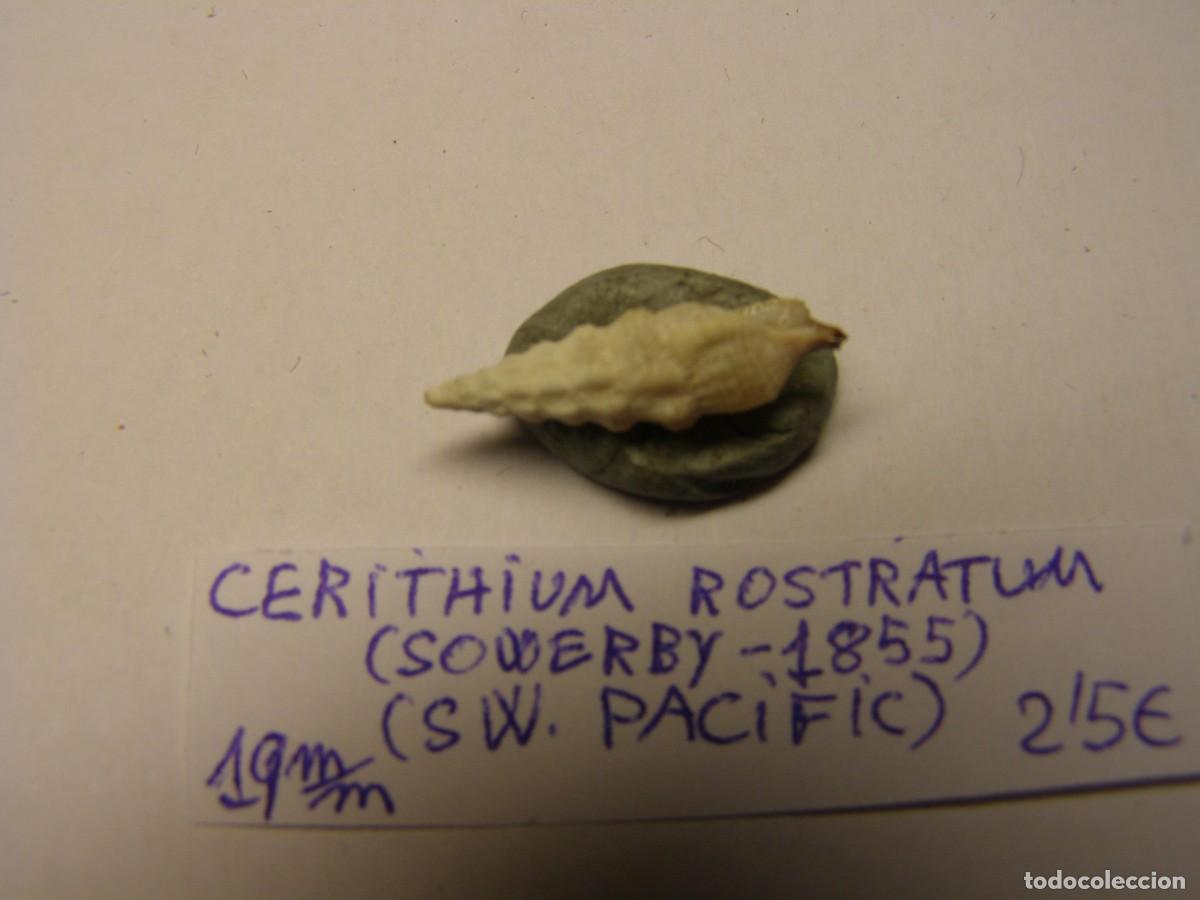 Coleccionismo de moluscos: Caracol shell cerithium rostratum. SW. Pac&iacute;fic. - Foto 2