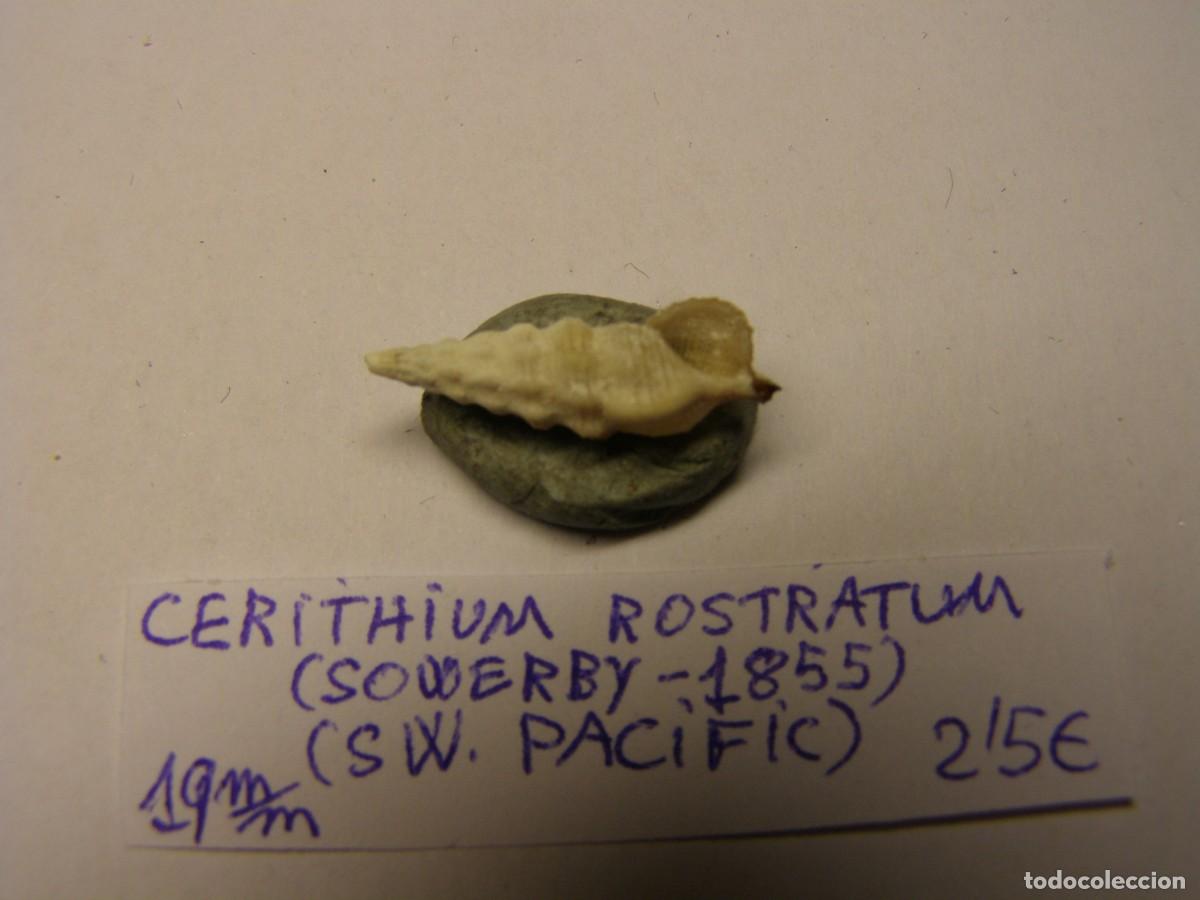 Coleccionismo de moluscos: Caracol shell cerithium rostratum. SW. Pac&iacute;fic. - Foto 3