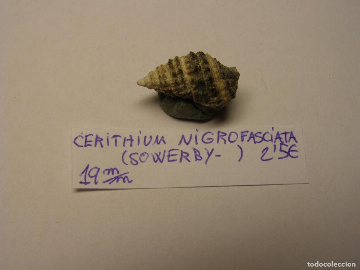 Coleccionismo de moluscos: Caracol shell cerithium nigrofasciata. - Foto 1