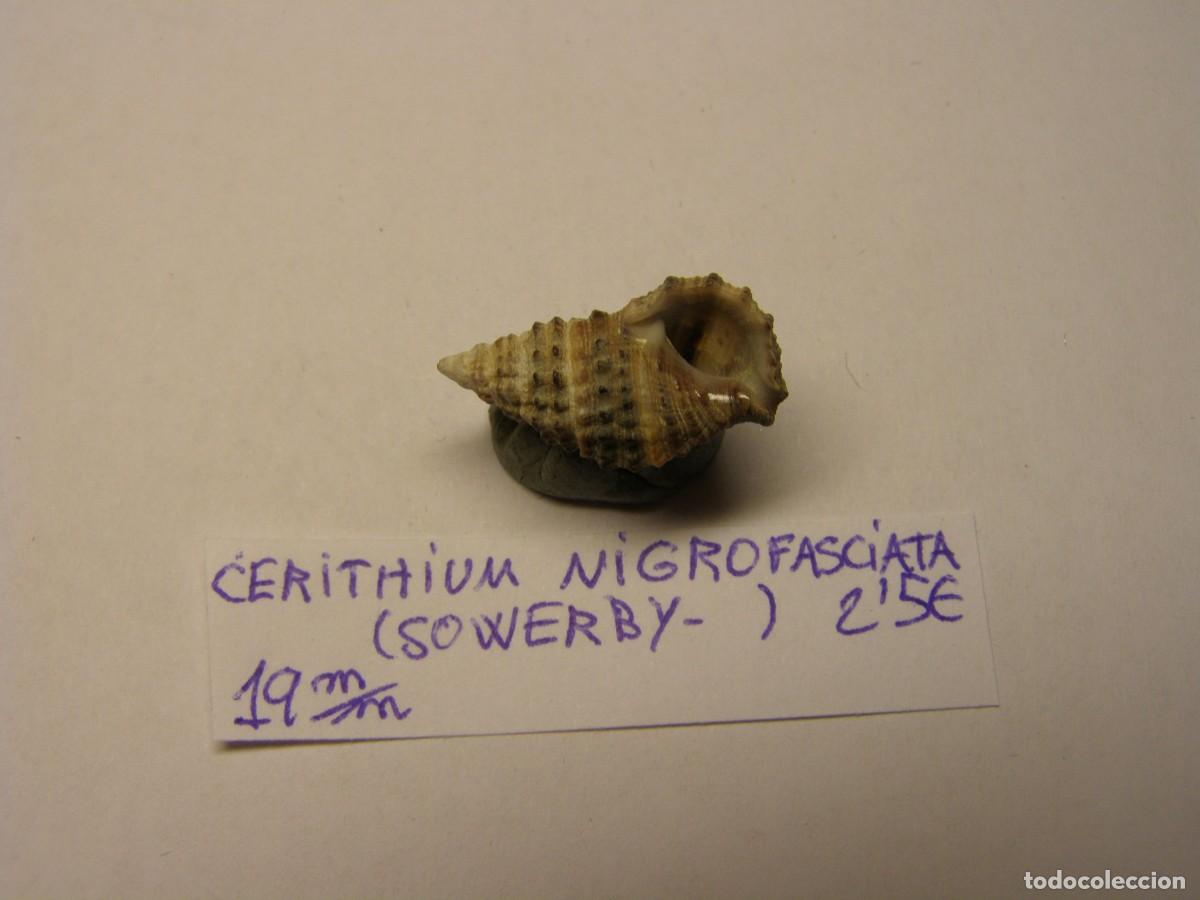 Coleccionismo de moluscos: Caracol shell cerithium nigrofasciata. - Foto 2