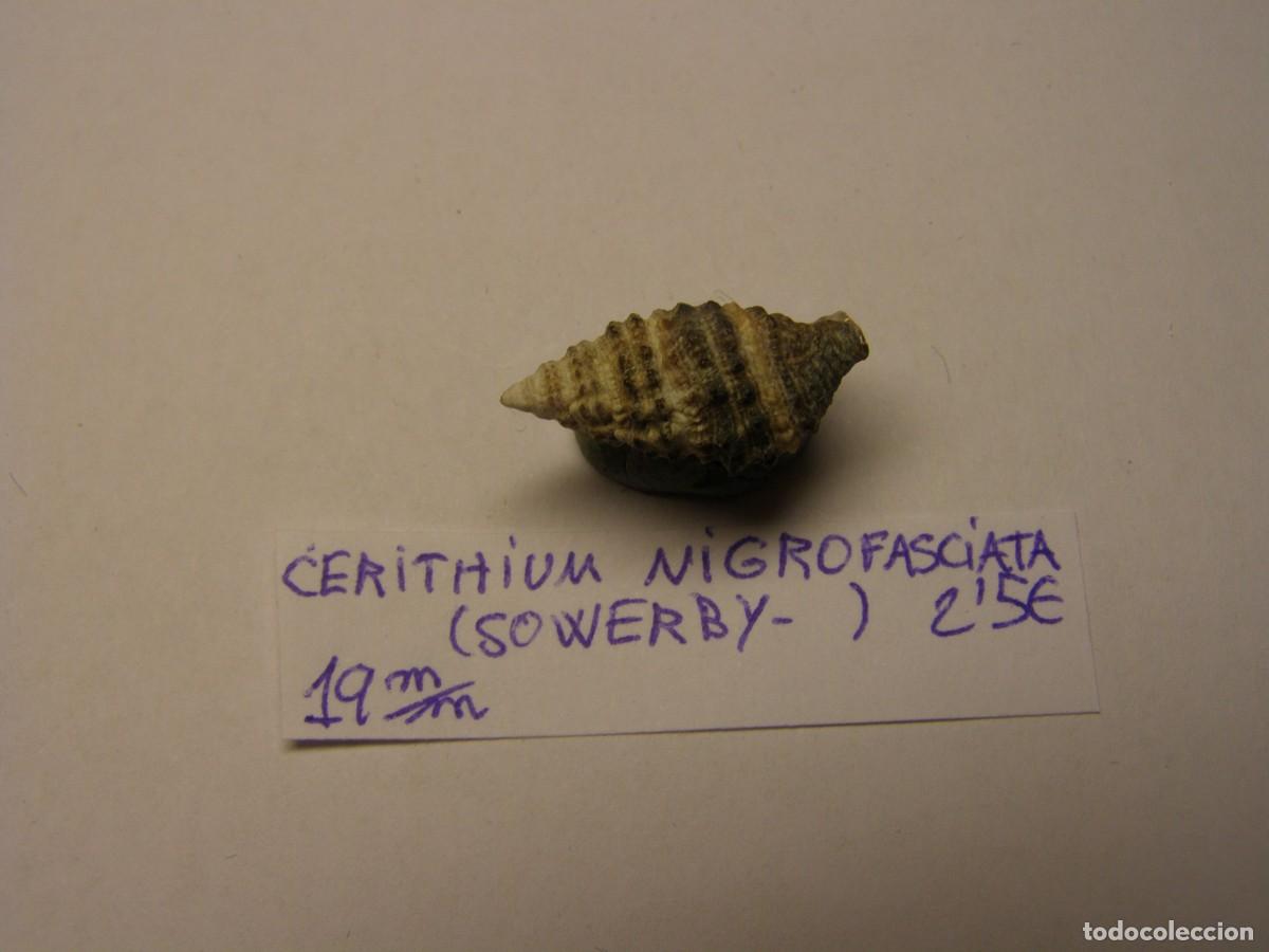 Coleccionismo de moluscos: Caracol shell cerithium nigrofasciata. - Foto 3