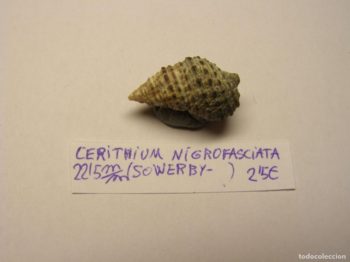 Coleccionismo de moluscos: Caracol shell cerithium nigrofasciata. - Foto 1