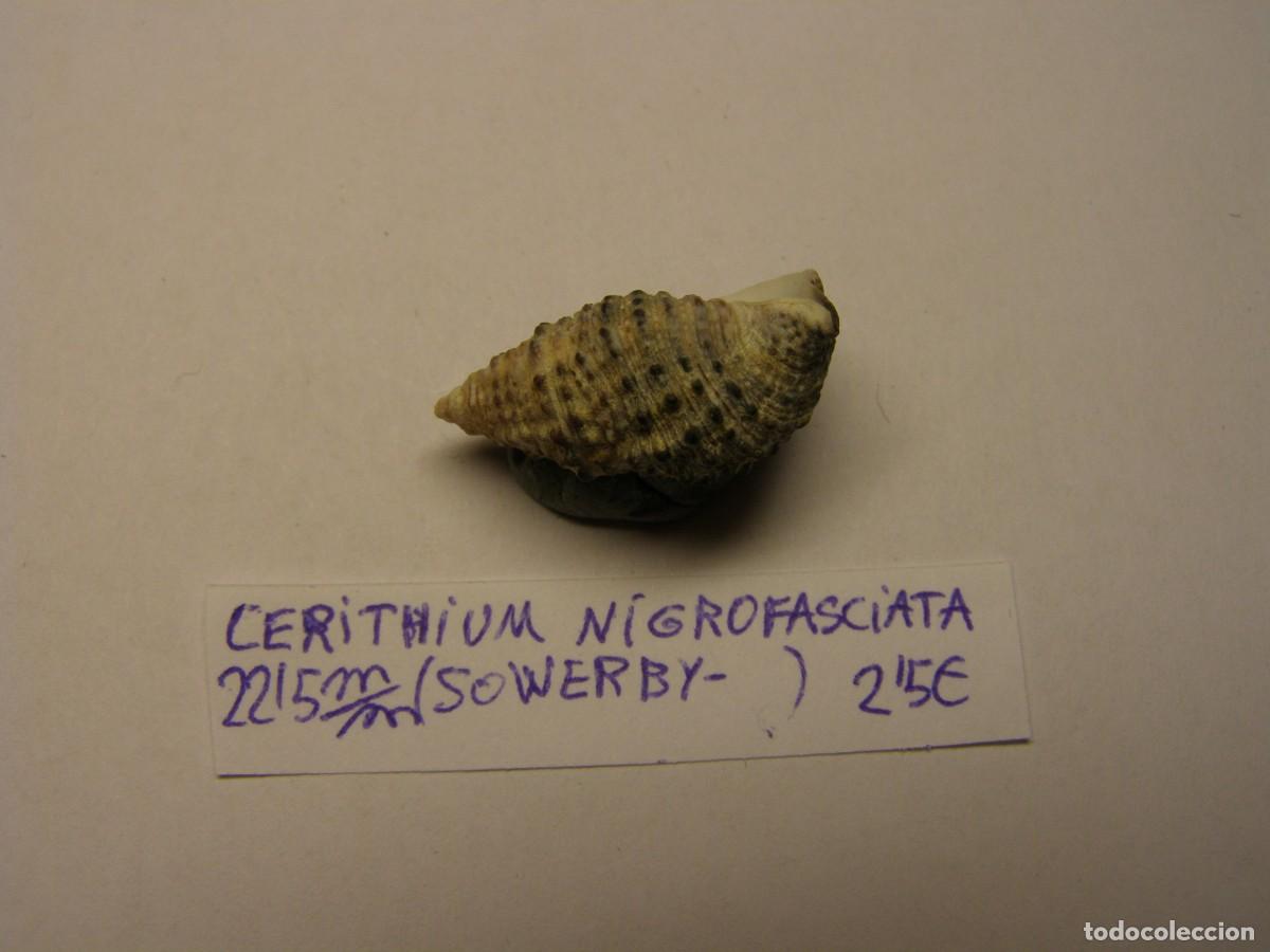 Coleccionismo de moluscos: Caracol shell cerithium nigrofasciata. - Foto 2