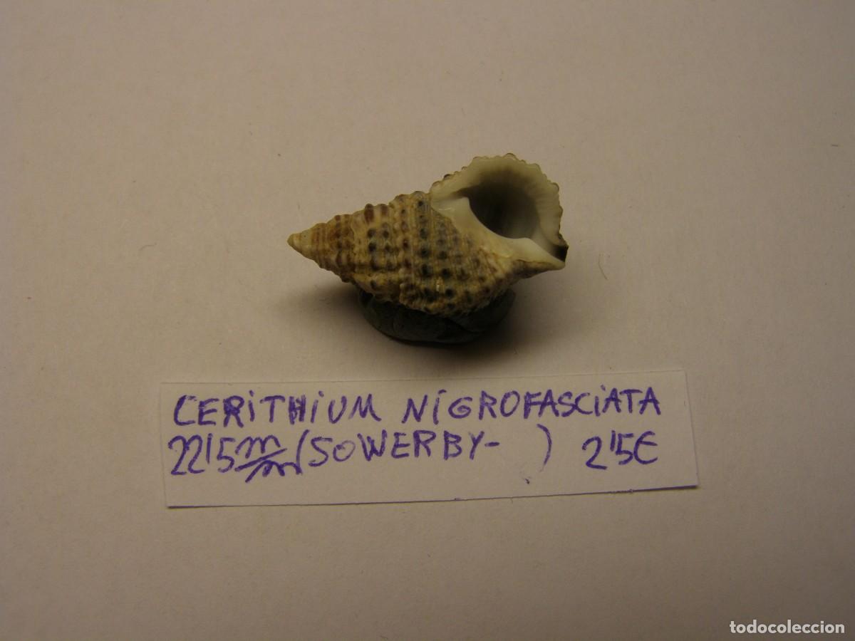 Coleccionismo de moluscos: Caracol shell cerithium nigrofasciata. - Foto 3
