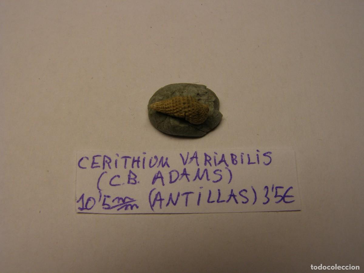 Coleccionismo de moluscos: Caracol snail shell cerithium variabilis. Antillas. - Foto 1