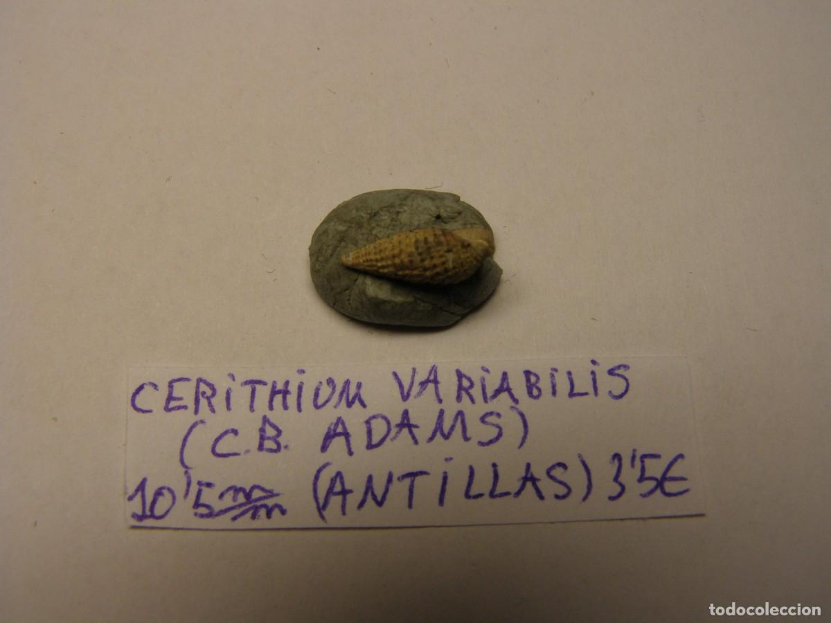 Coleccionismo de moluscos: Caracol snail shell cerithium variabilis. Antillas. - Foto 2