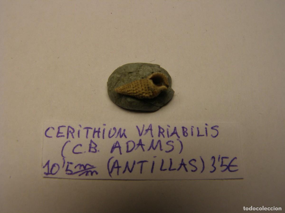 Coleccionismo de moluscos: Caracol snail shell cerithium variabilis. Antillas. - Foto 3