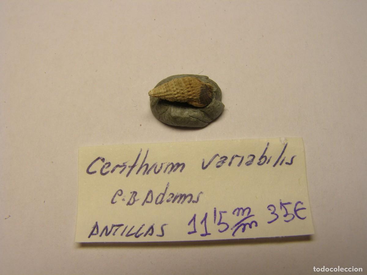 Coleccionismo de moluscos: Caracol snail shell cerithium variabilis. Antillas. - Foto 1