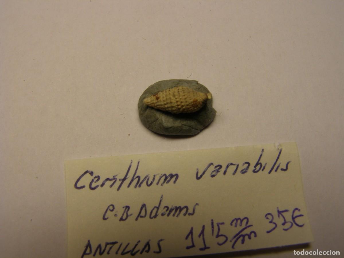 Coleccionismo de moluscos: Caracol snail shell cerithium variabilis. Antillas. - Foto 2