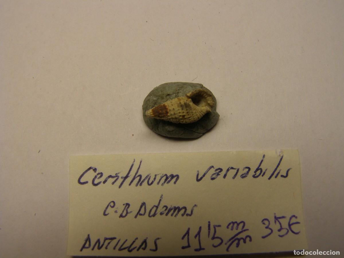 Coleccionismo de moluscos: Caracol snail shell cerithium variabilis. Antillas. - Foto 3
