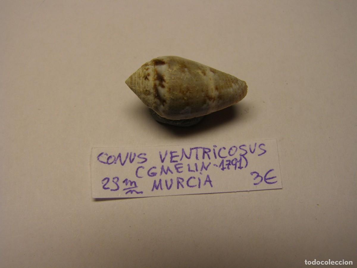 Coleccionismo de moluscos: Caracol snail shell conus ventricosus. Murcia. - Foto 1