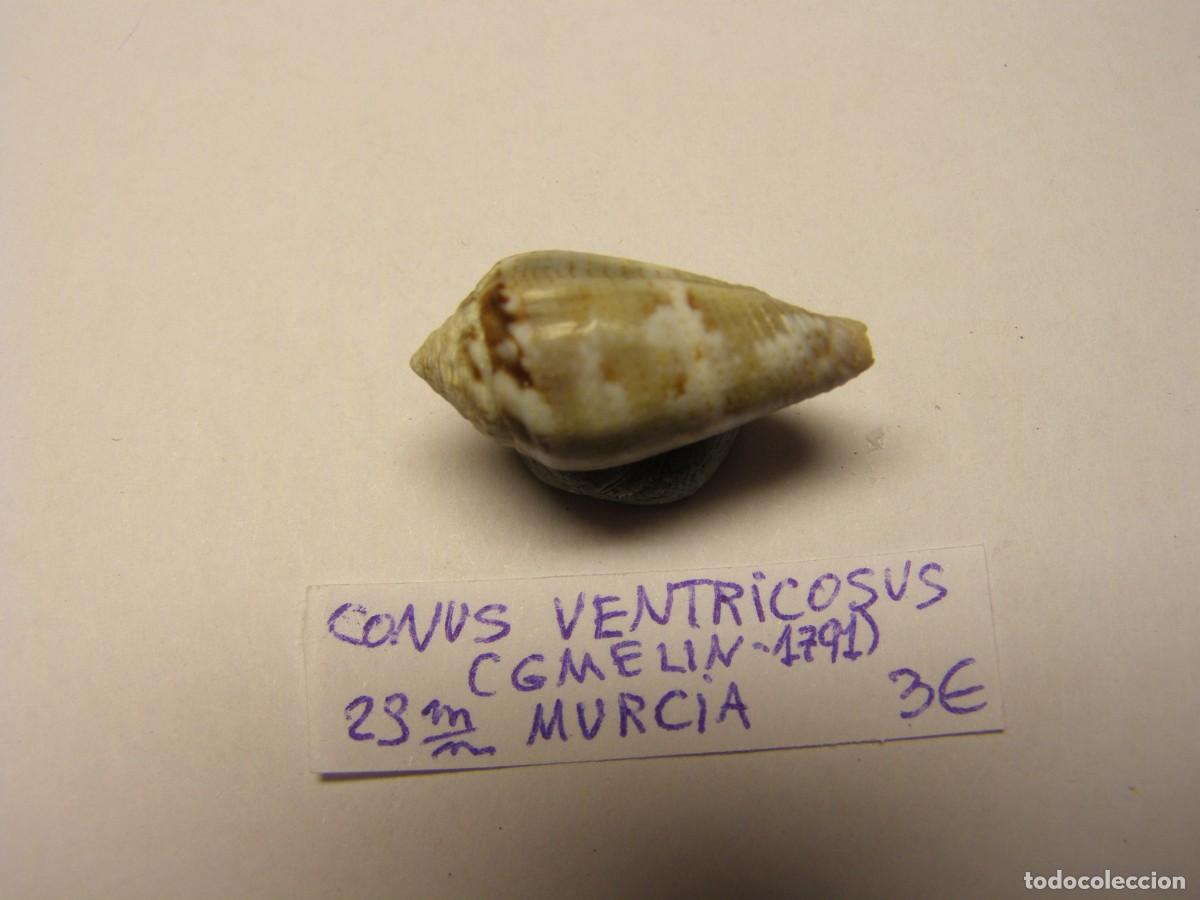 Coleccionismo de moluscos: Caracol snail shell conus ventricosus. Murcia. - Foto 2