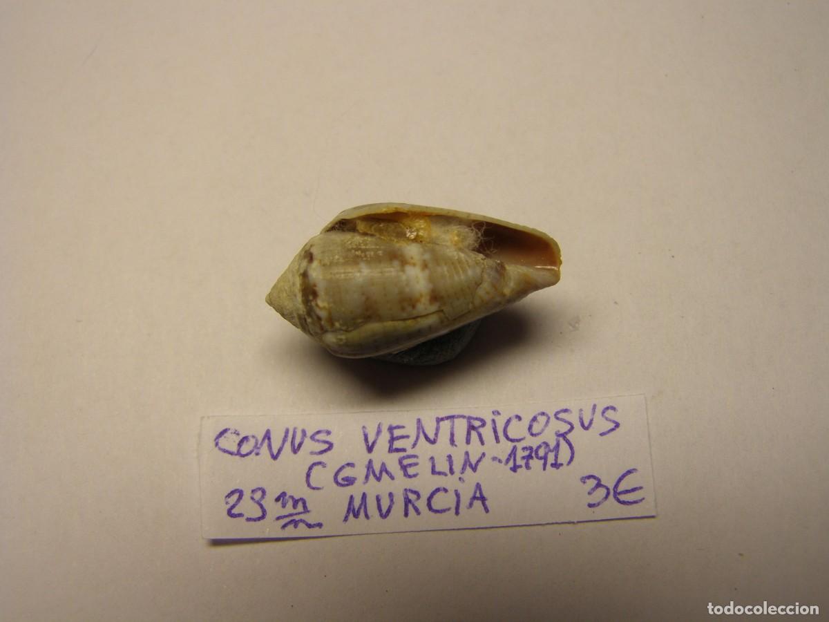 Coleccionismo de moluscos: Caracol snail shell conus ventricosus. Murcia. - Foto 3
