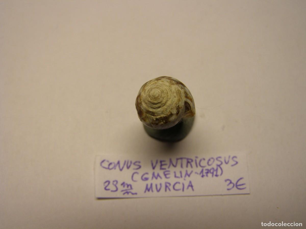 Coleccionismo de moluscos: Caracol snail shell conus ventricosus. Murcia. - Foto 4