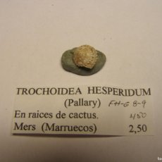 Collezionismo di molluschi: CARACOL SNAIL SHELL TROCHOIDEA HESPERIDUM. MARRUECOS.