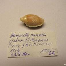 Collezionismo di molluschi: CARACOL SNAIL SHELL MARGINELLA AURANTIA. SENEGAL.