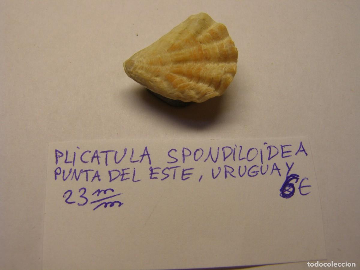 Coleccionismo de moluscos: Bivalvo shell plicatula spondiloidea. Uruguay. - Foto 1