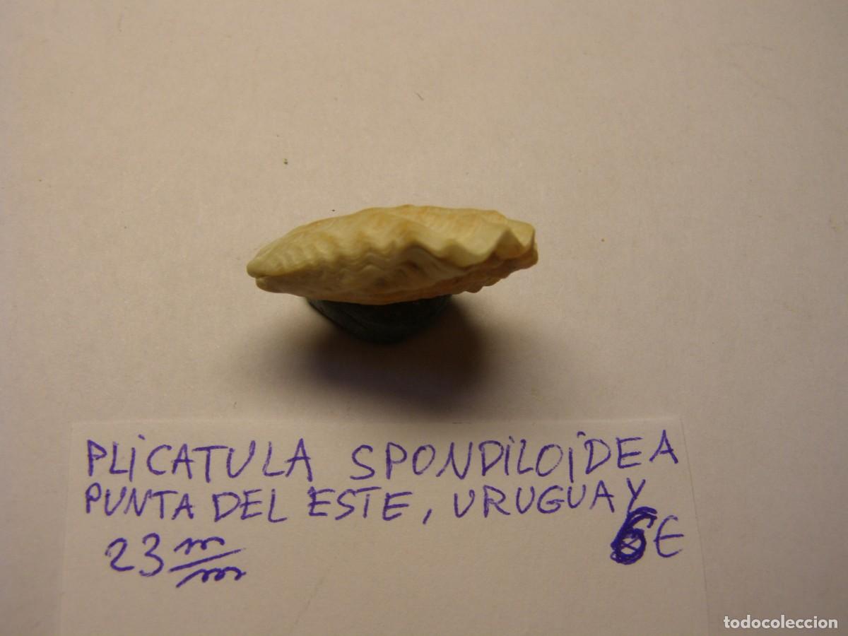 Coleccionismo de moluscos: Bivalvo shell plicatula spondiloidea. Uruguay. - Foto 2