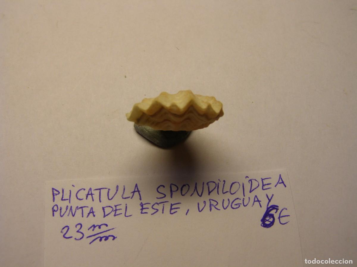 Coleccionismo de moluscos: Bivalvo shell plicatula spondiloidea. Uruguay. - Foto 3