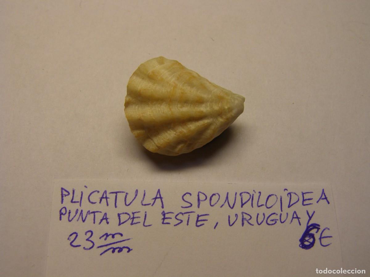 Coleccionismo de moluscos: Bivalvo shell plicatula spondiloidea. Uruguay. - Foto 4