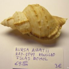 Collezionismo di molluschi: CARACOL SNAIL SHELL BURSA AWATII. FILIPINAS.
