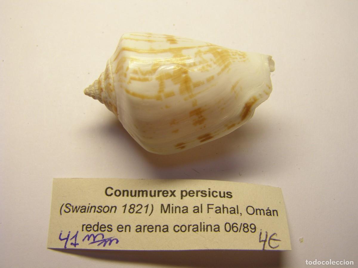 Coleccionismo de moluscos: Caracol snail shell conumurex persicus. Om&aacute;n. - Foto 1