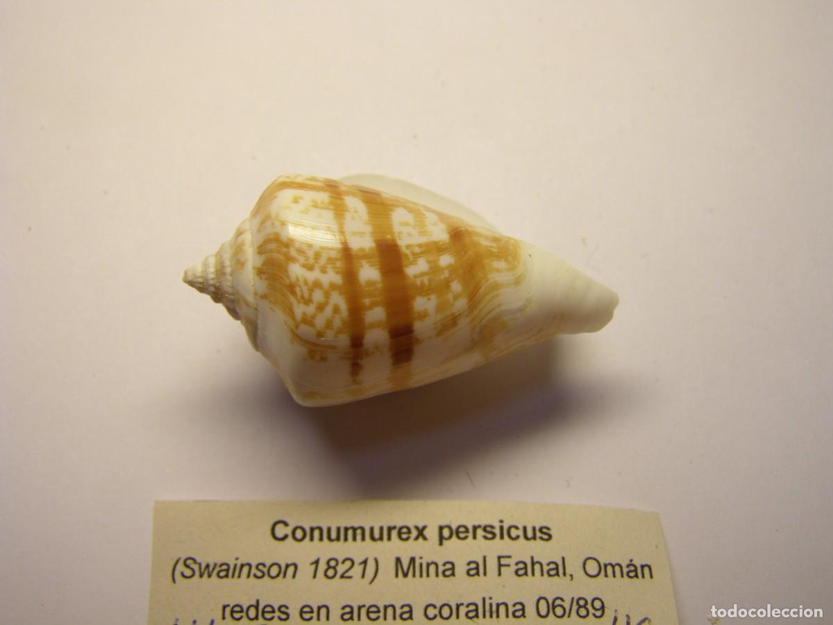 Coleccionismo de moluscos: Caracol snail shell conumurex persicus. Om&aacute;n. - Foto 2