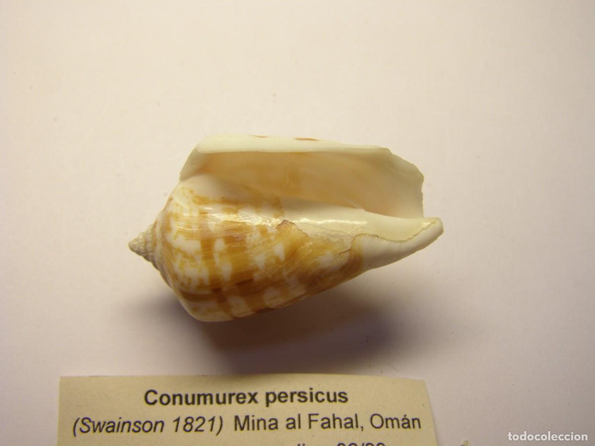 Coleccionismo de moluscos: Caracol snail shell conumurex persicus. Om&aacute;n. - Foto 3